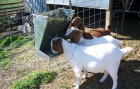Classic 2-in-1 Goat and Sheep Feeder