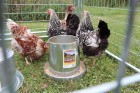 12 Pound Hanging Metal Poultry Feeder