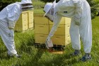 Beekeeping Veil with Built-In Hat