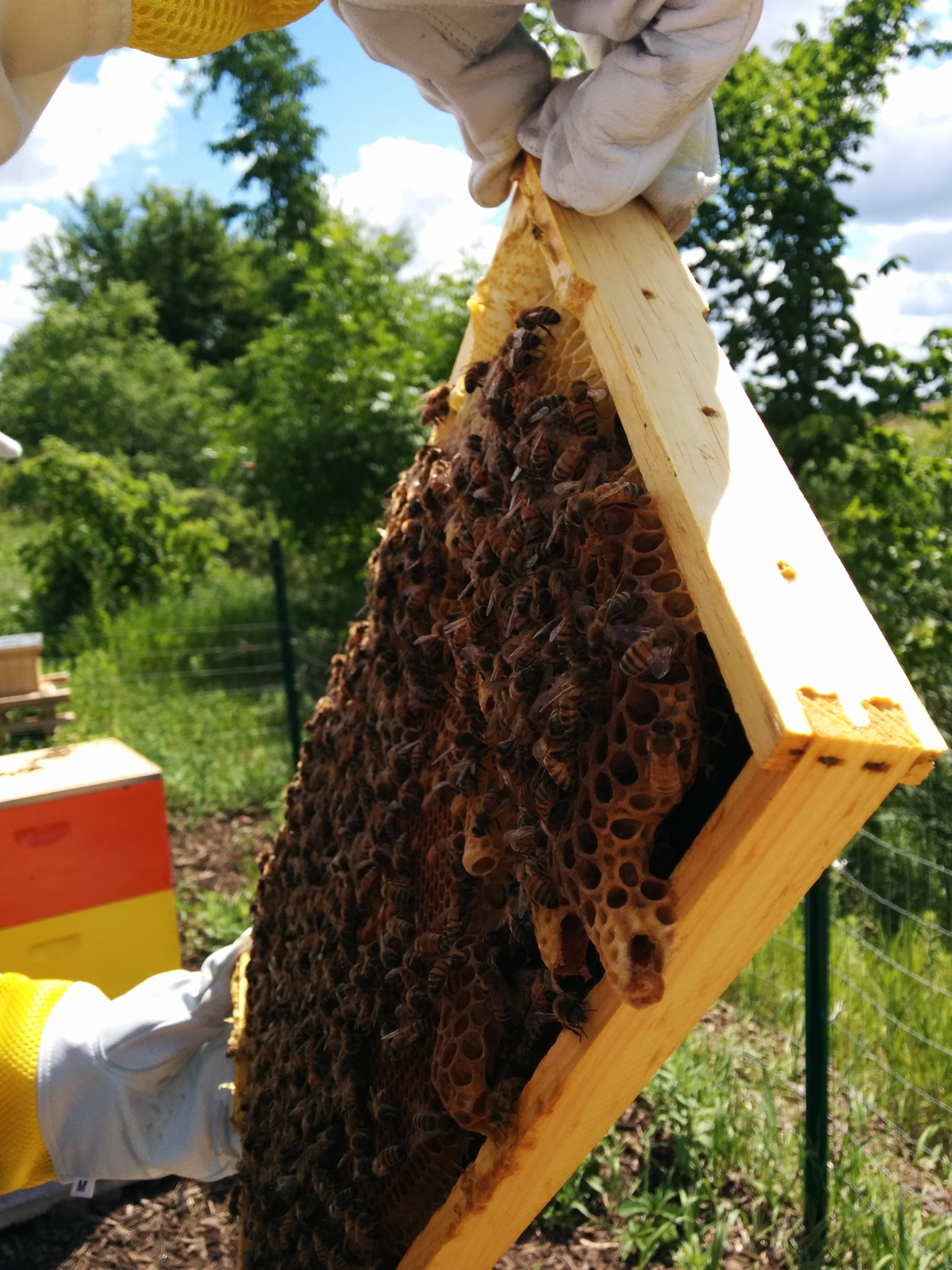 How to harvest honey Miller Manufacturing Company Blog