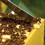 Finding the Right Beekeeping Supplier