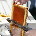 How to Harvest Your Honey