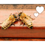 Do You Bee-lieve in Love?