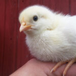 Raising Chicks: 5 Life Lessons Kids Will Learn