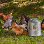 Watering Backyard Chickens