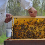 When to Harvest Honey