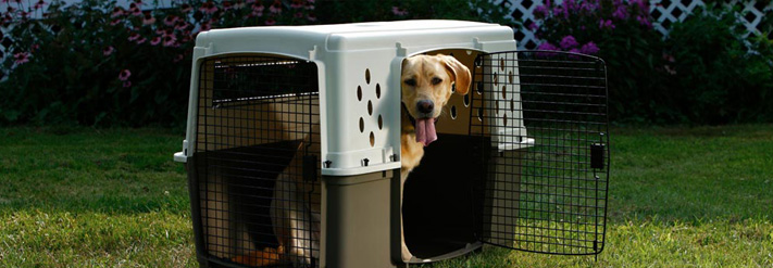 Dog Crates & Barriers