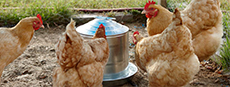Galvanized Poultry