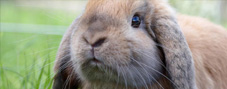 Small-Animal---Rabbit