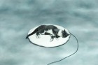 Round Heated Pet Bed