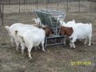 Basic Goat and Sheep Feeder