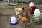 1 Gallon Nesting-Style Poultry Waterer Base