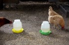 1 Gallon Complete Plastic Poultry Fount