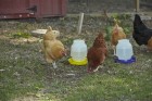 1 Gallon Complete Plastic Poultry Fount