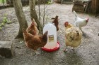 3 Gallon Plastic Poultry Drinker