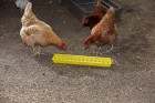 20" Plastic Flip-Top Poultry Ground Feeder