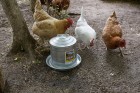 2 Gallon Double Wall Metal Poultry Fount