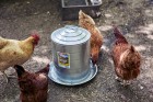 5 Gallon Double Wall Metal Poultry Fount