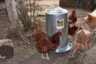 8 Gallon Double Wall Metal Poultry Fount