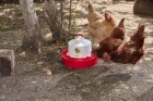 1 Gal Deep Base Poultry Waterer