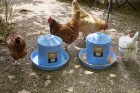 2  Gallon Painted Galvanized Poultry Waterer - Berry Blue