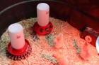 1 Quart Screw-On Poultry Jar