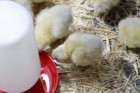 1 Quart Screw-On Poultry Waterer Base