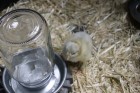 Mason Jar Baby Chick Waterer