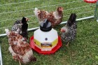 3 Gallon Plastic Poultry Waterer