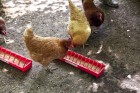 20 in Plastic Poultry Trough Feeder Narrow Spacing