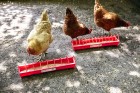 20 in Plastic Poultry Trough Feeder Narrow Spacing