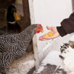 Prepping Your Chickens for Winter