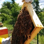 How to harvest honey