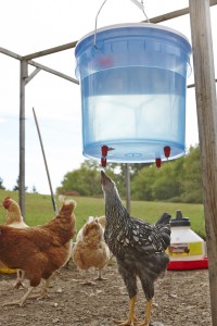 Poultry Fount in Chicken Yard