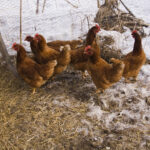 What to Feed Chickens in Winter