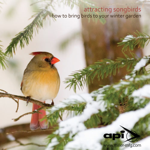 API-Birds-in-the-Winter