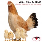Choosing Chicken Breeds