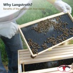 Why a Langstroth hive?