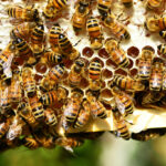 7 Tips for Keeping Happy and Healthy Bees
