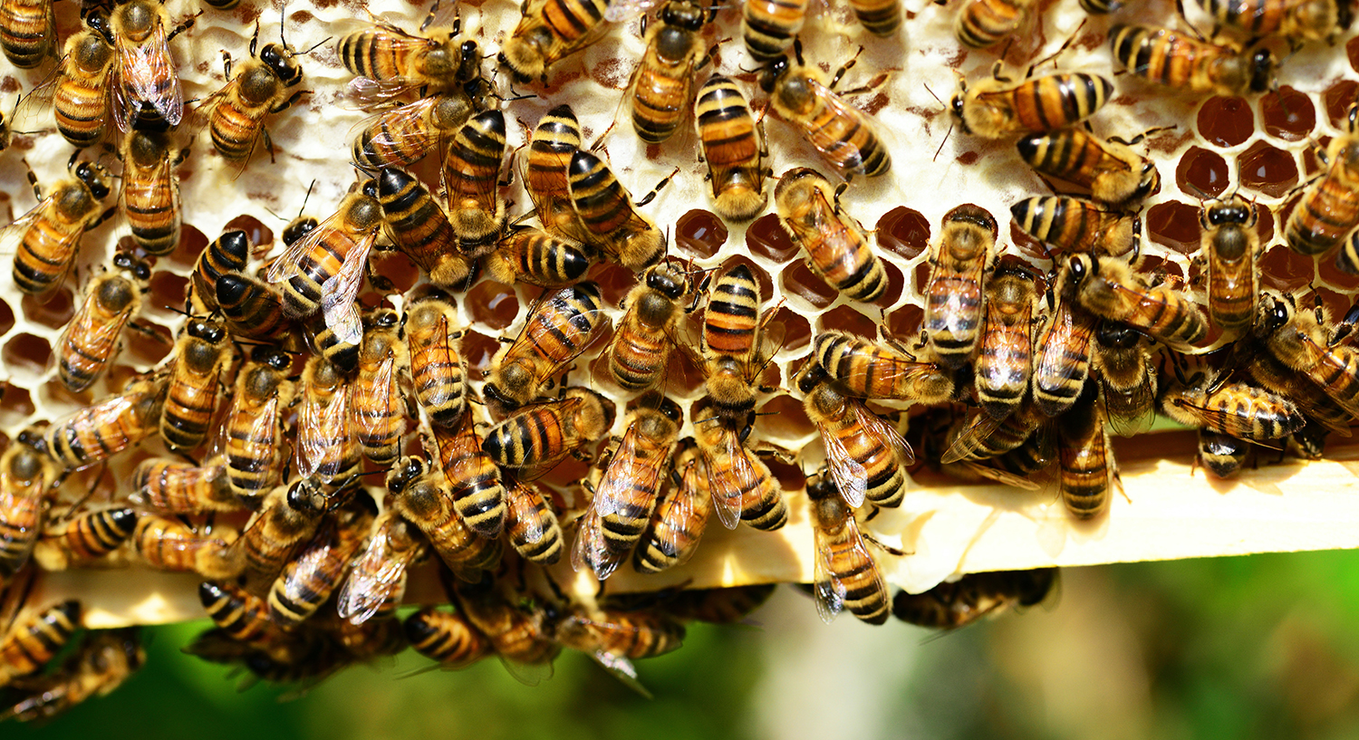 Miller Little Giant 10-Frame Beginner Hive Kit BEGHIVEKIT for Honey Bees 