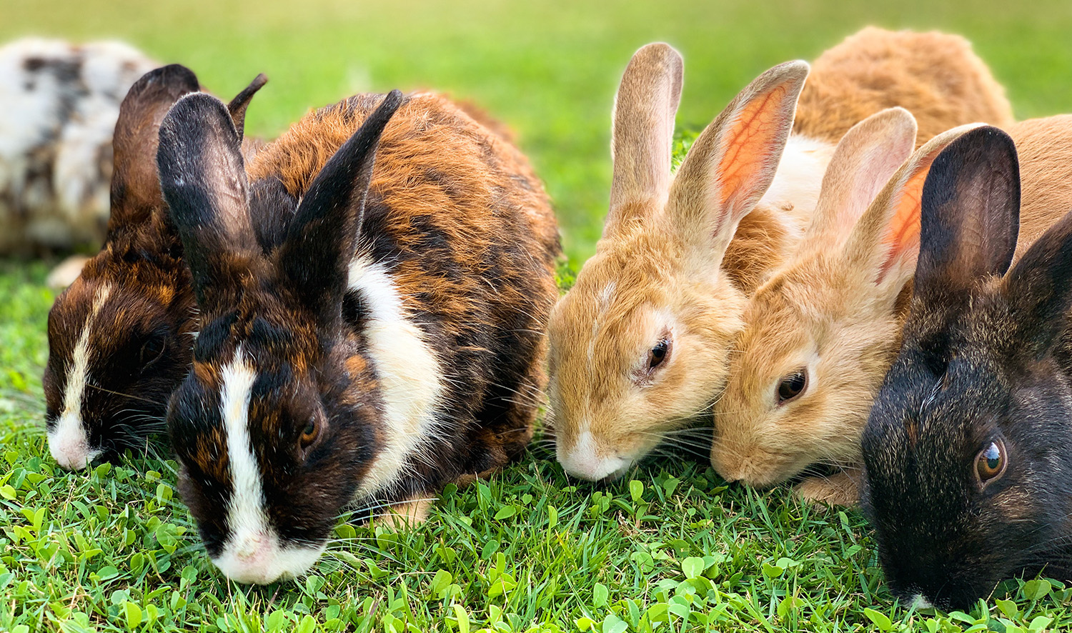 10 Things You Should Know About Rabbits: They're Not Goldfish - Miller  Manufacturing Company Blog