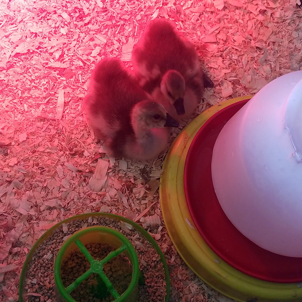 goslings 2 Miller Manufacturing Company Blog