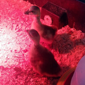 Duckling Incubator Hatch