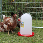New Video: The Little Giant® 3 Gallon Poultry Waterer