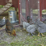 Why Keeping Backyard Chickens Is Important