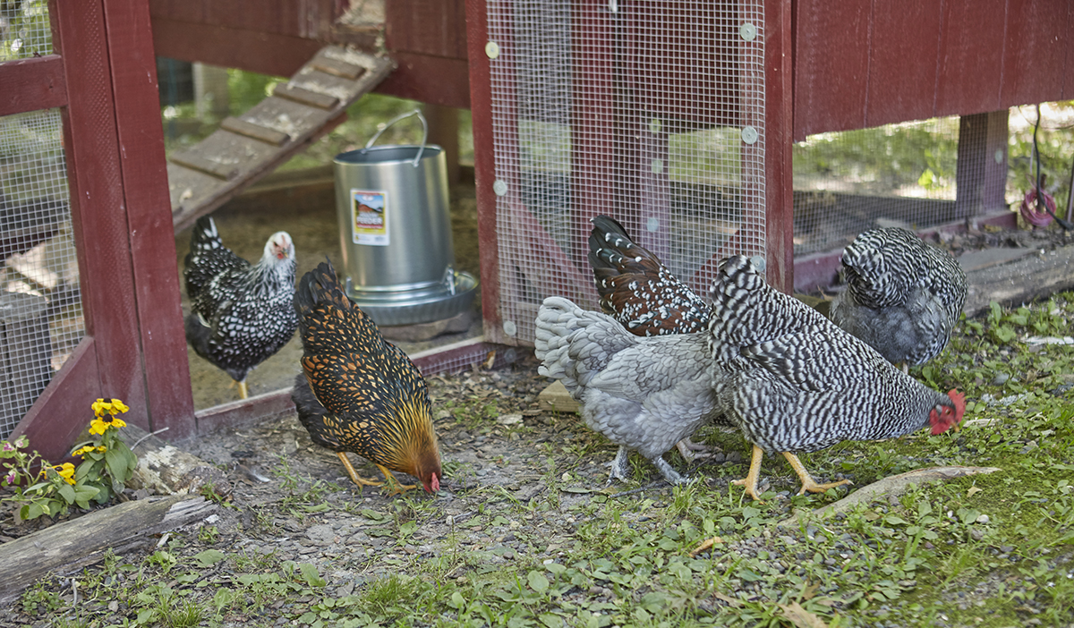 I. The Rise of Backyard Chicken Keeping