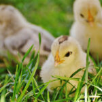 Fall in Love With Spring Chicks