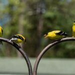 Showing Your Love to Backyard Birds