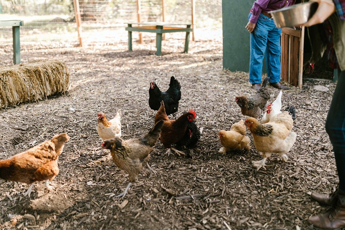 Variety of chicken breeds being fed in a backyard by chicken keepers