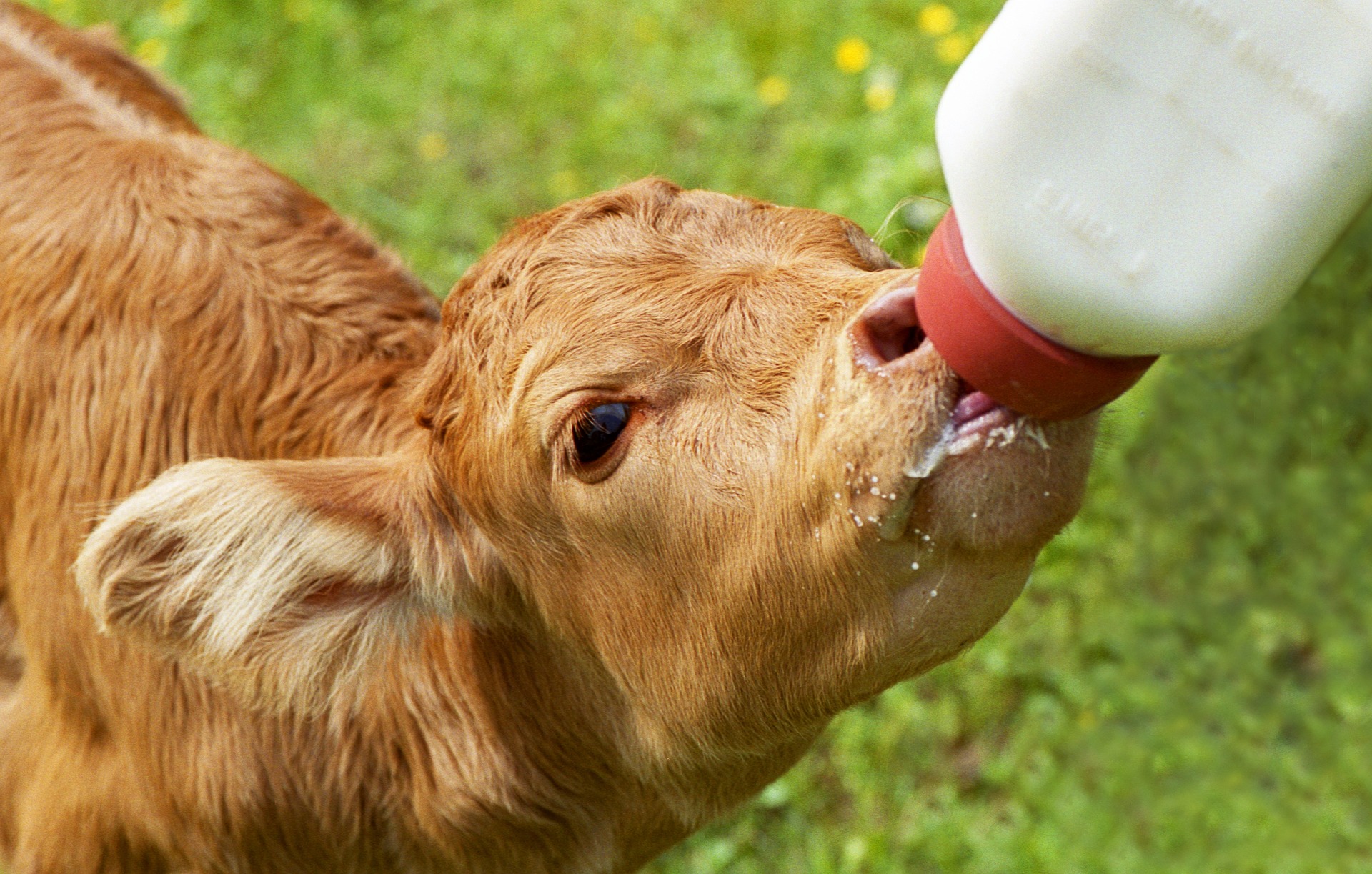 calf drinking milk from bottle